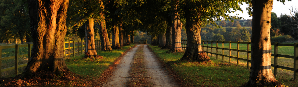 Tree-lined drive at Swerford, Oxfordshire, in the sun with fields around