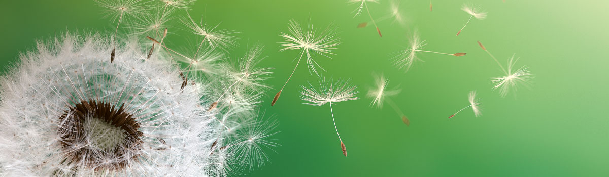 Photograph of a dandelion with seeds blowing away, on a green background