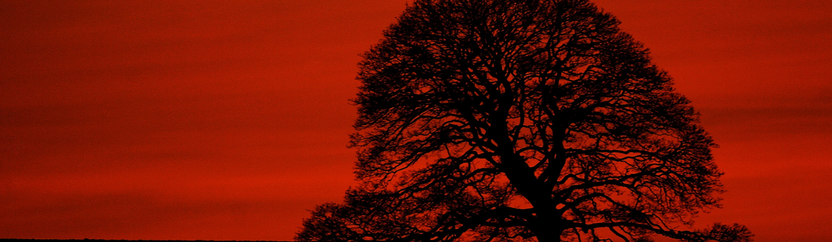 tree in silhouette