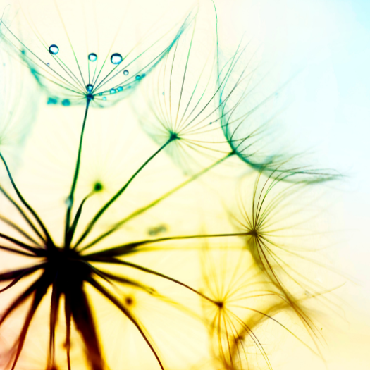 Close-up photo of a dandelion with different colours in the background