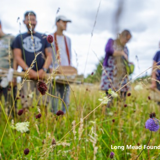 LongMead 810×525 Wildflower meadow at Long Mead with volunteers in the background