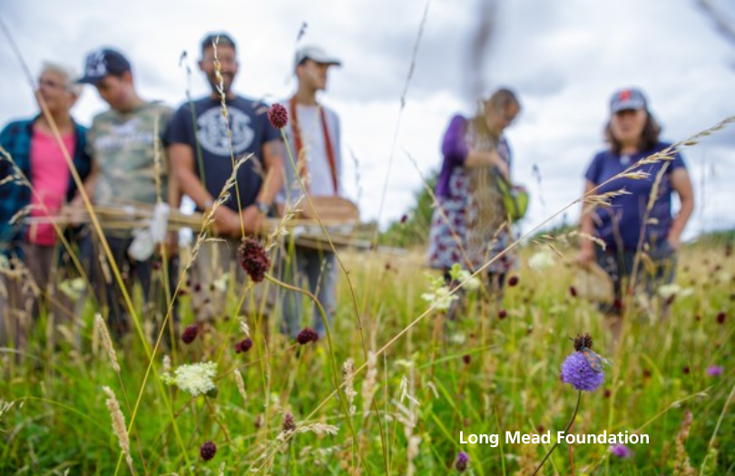 Wildflower meadow at Long Mead with volunteers in the background